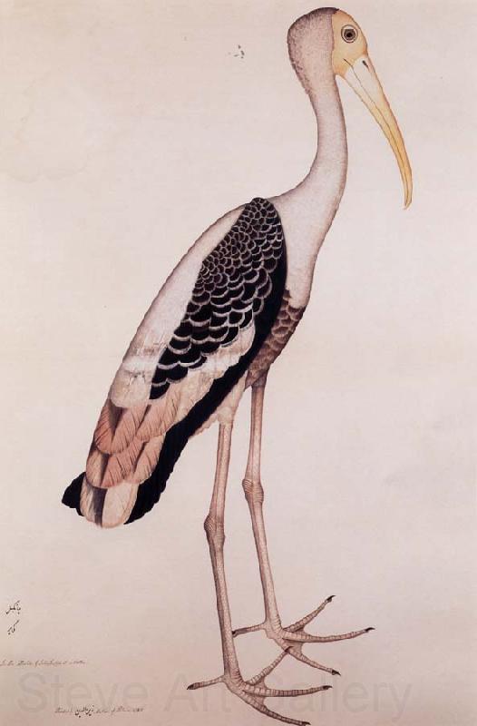 Zayn AL Din A Painted Stork